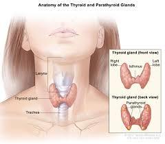 Thyroid Surgery